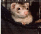 [Photo of a ferret in a hammock] 