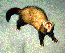[Photo of a ferret dancing] 